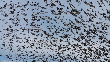 Bats